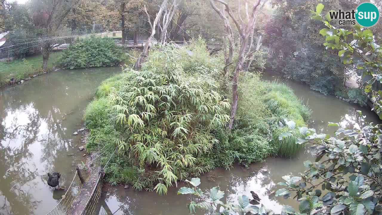 Gibbon à joues jaunes Zoo Ljubljana live cam