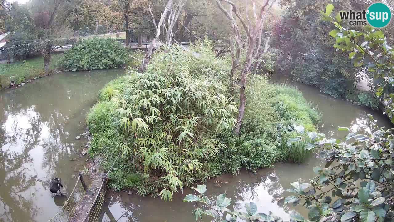 Südlicher Gelbwangen-Schopfgibbon Zoo Ljubljana webcam