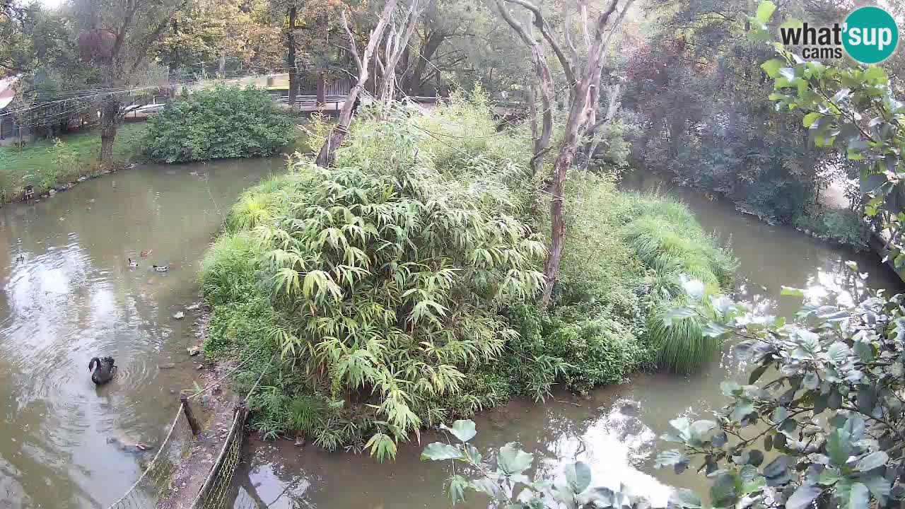 Südlicher Gelbwangen-Schopfgibbon Zoo Ljubljana webcam