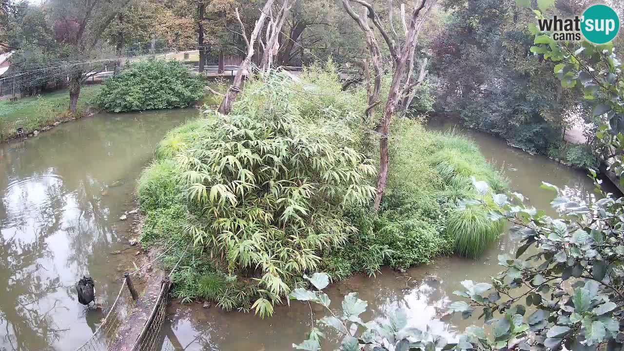 Gibbon à joues jaunes Zoo Ljubljana live cam