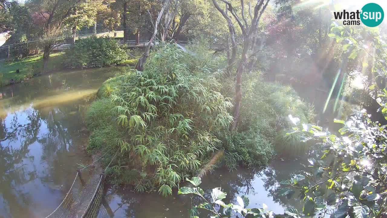 Südlicher Gelbwangen-Schopfgibbon Zoo Ljubljana webcam