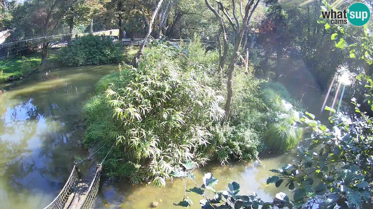 Südlicher Gelbwangen-Schopfgibbon Zoo Ljubljana webcam