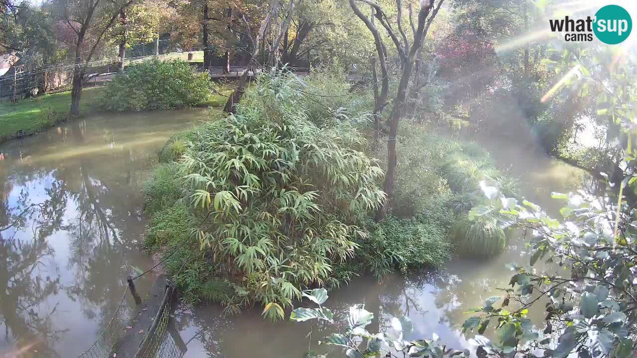 Gibbon à joues jaunes Zoo Ljubljana live cam