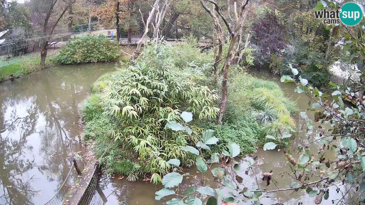 Yellow-cheeked gibbon Zoo Ljubljana livecam