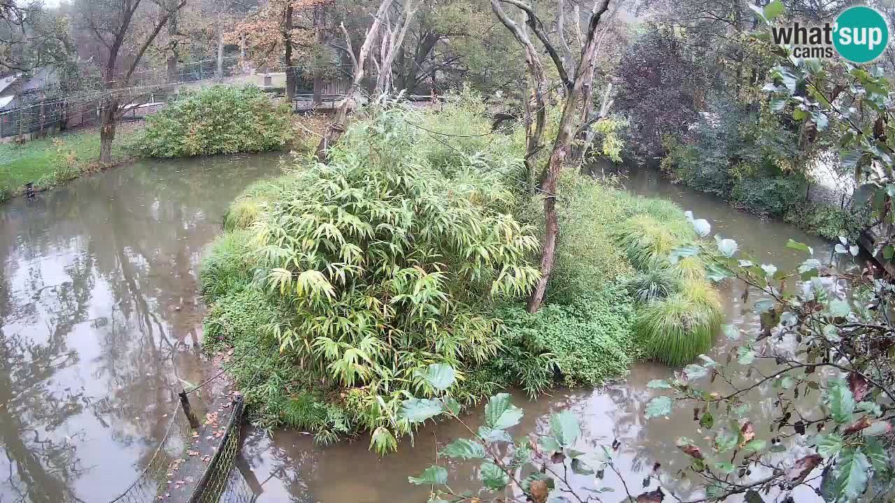 Südlicher Gelbwangen-Schopfgibbon Zoo Ljubljana webcam