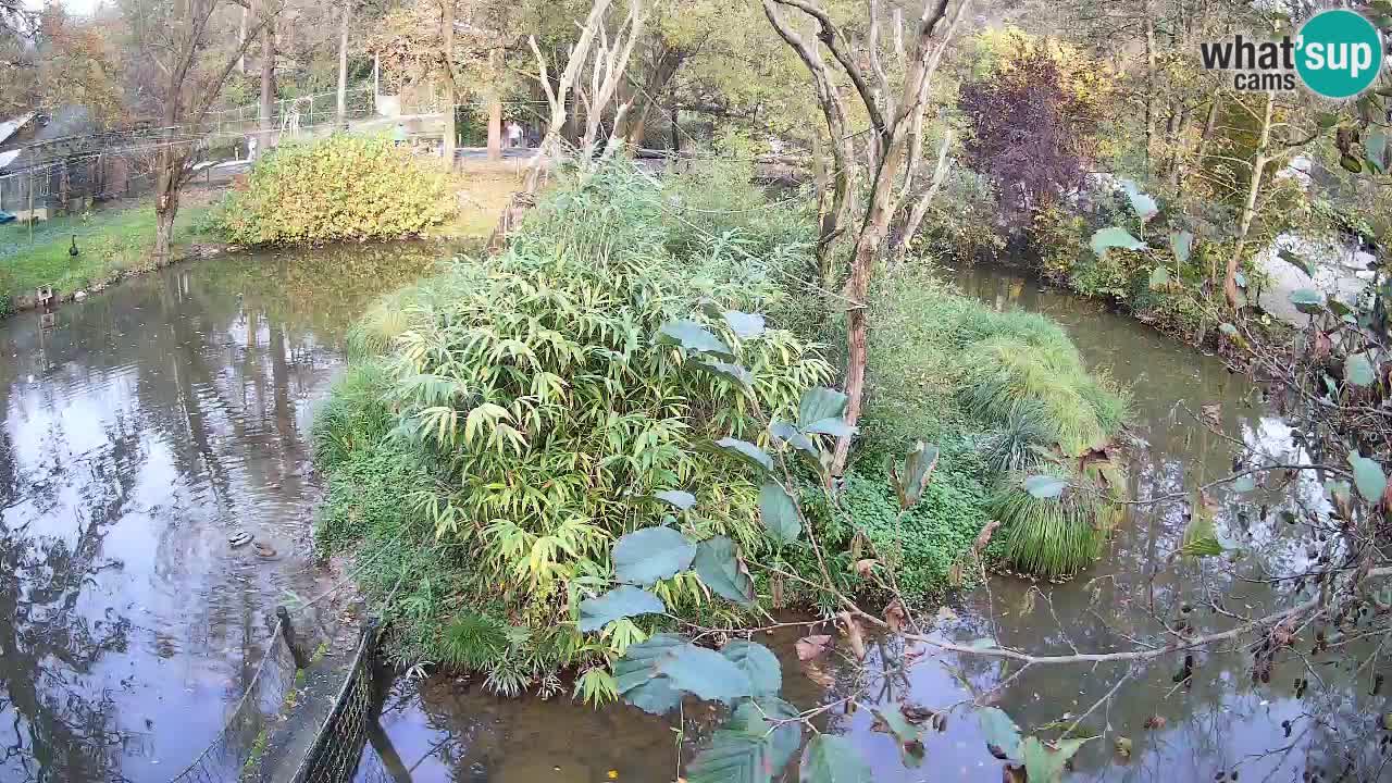 Südlicher Gelbwangen-Schopfgibbon Zoo Ljubljana webcam