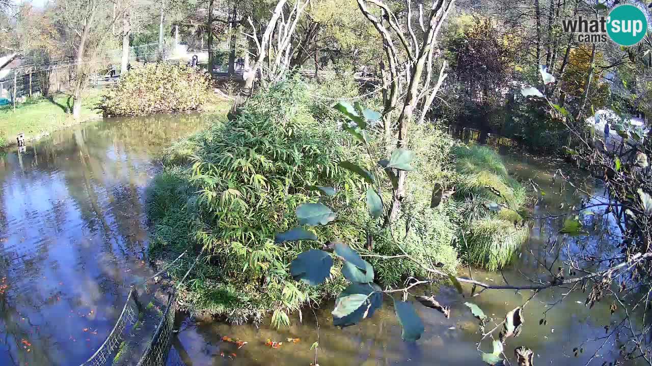 Südlicher Gelbwangen-Schopfgibbon Zoo Ljubljana webcam