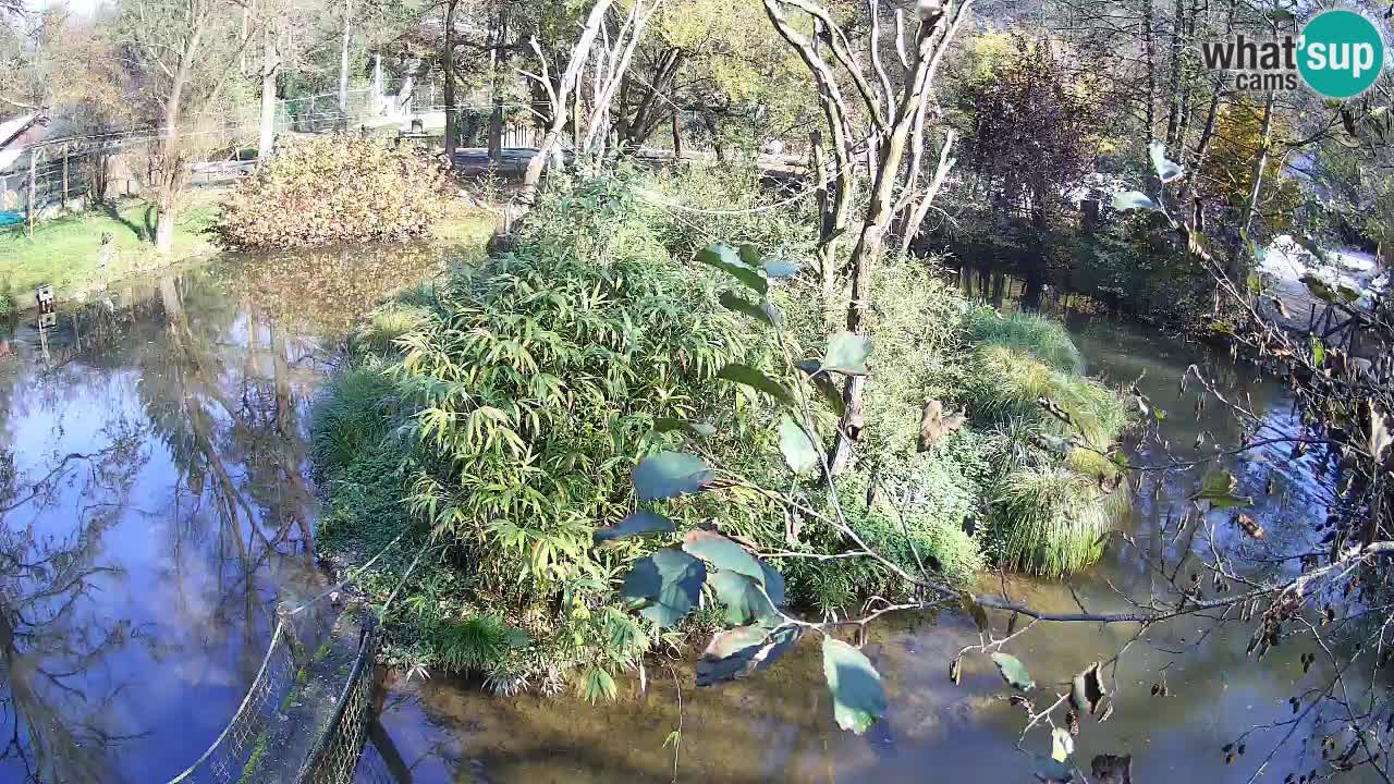 Gibbon à joues jaunes Zoo Ljubljana live cam