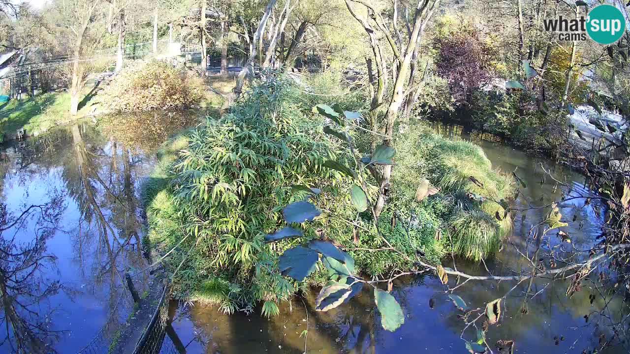 Gibbon à joues jaunes Zoo Ljubljana live cam