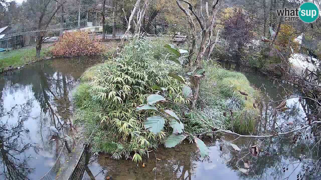 Gibon – Nomascus gabriellae – Zoo Ljubljana web kamera