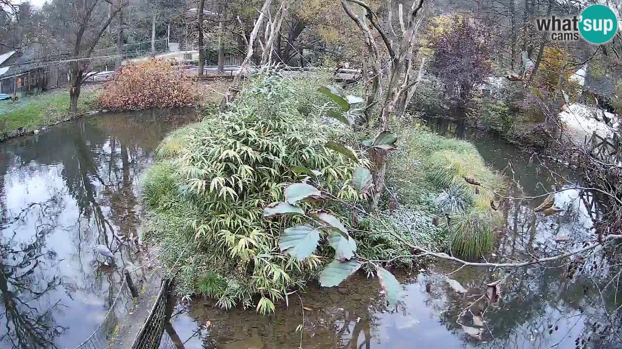 Gibon – Nomascus gabriellae – Zoo Ljubljana web kamera