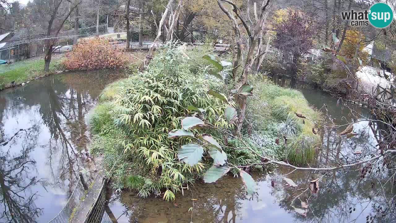 Gibon – Nomascus gabriellae – Zoo Ljubljana web kamera