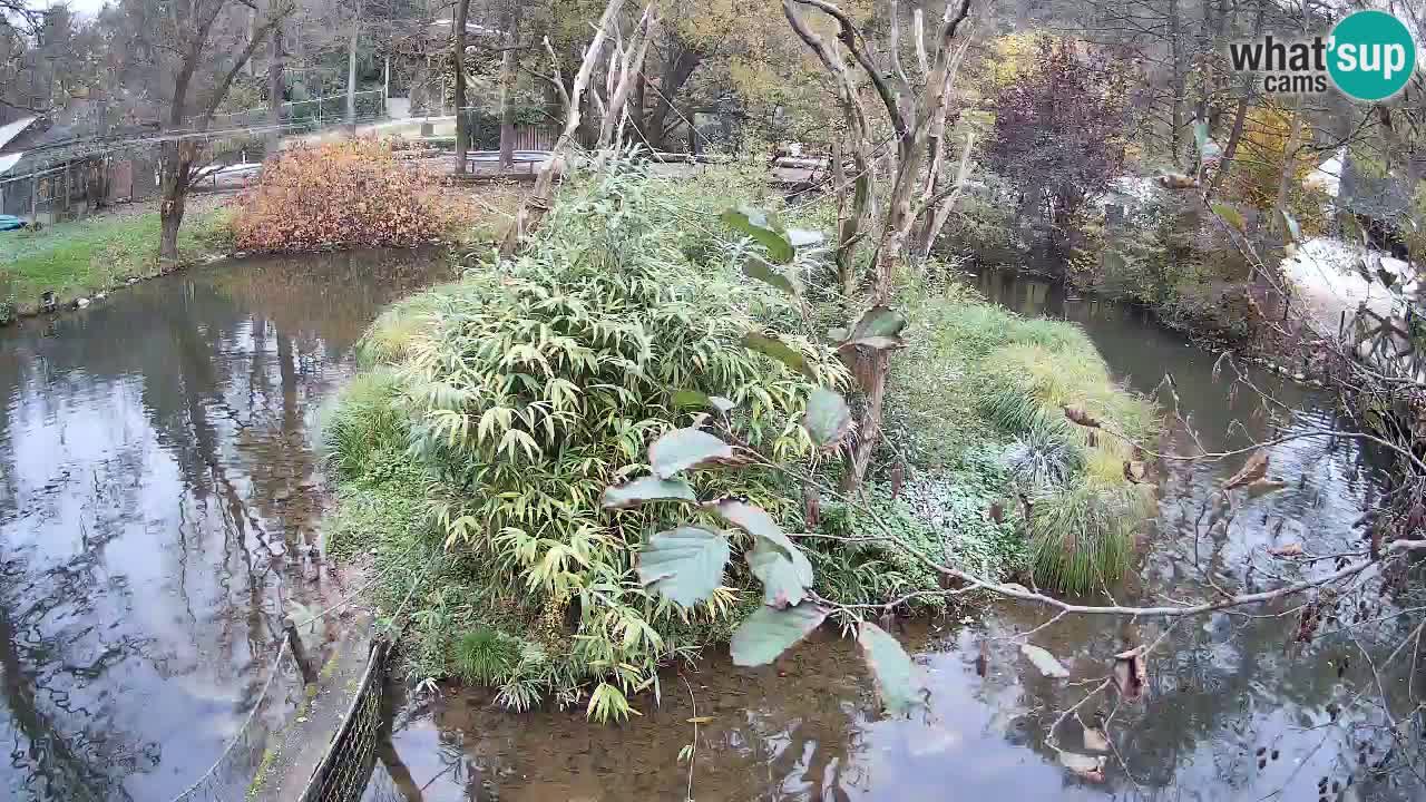 Südlicher Gelbwangen-Schopfgibbon Zoo Ljubljana webcam