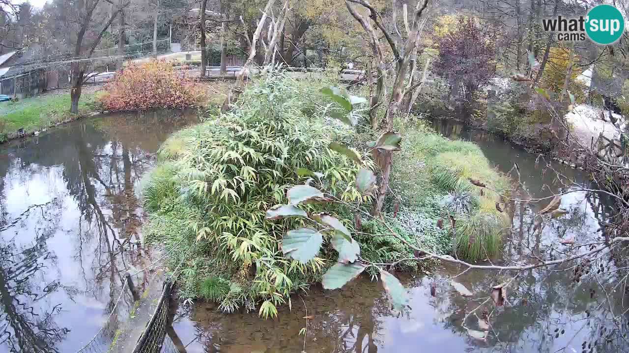 Südlicher Gelbwangen-Schopfgibbon Zoo Ljubljana webcam