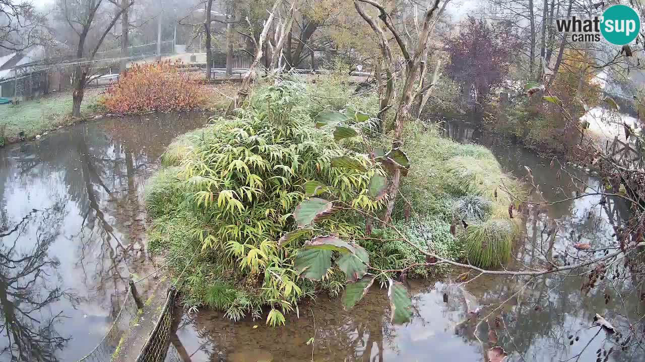 Gibon – Nomascus gabriellae – Zoo Ljubljana web kamera