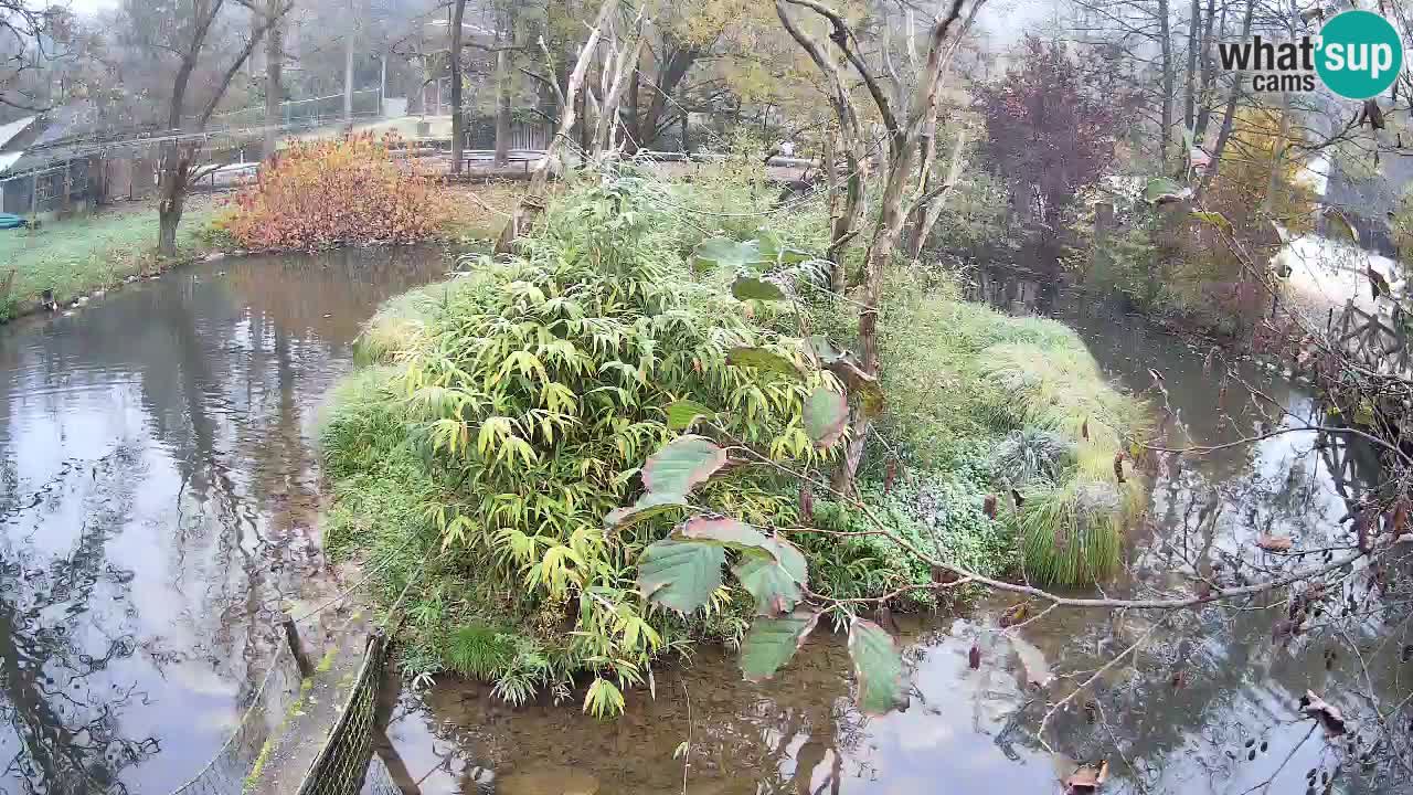 Gibbon à joues jaunes Zoo Ljubljana live cam