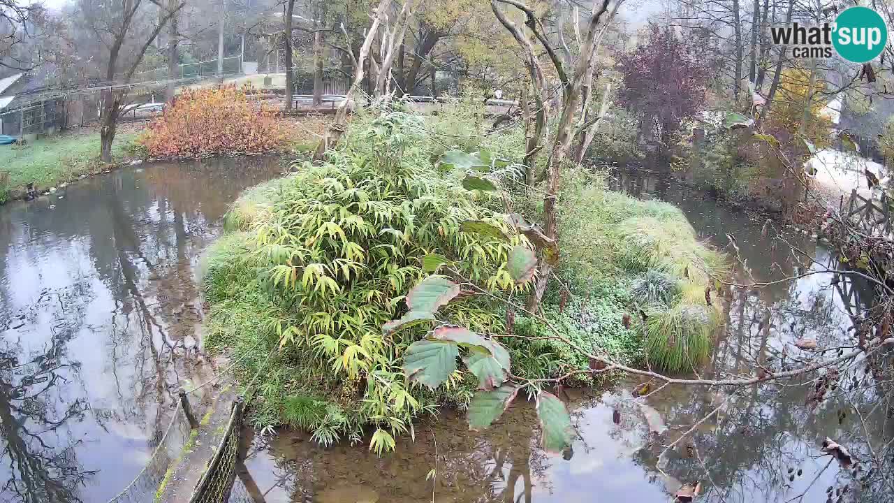 Südlicher Gelbwangen-Schopfgibbon Zoo Ljubljana webcam