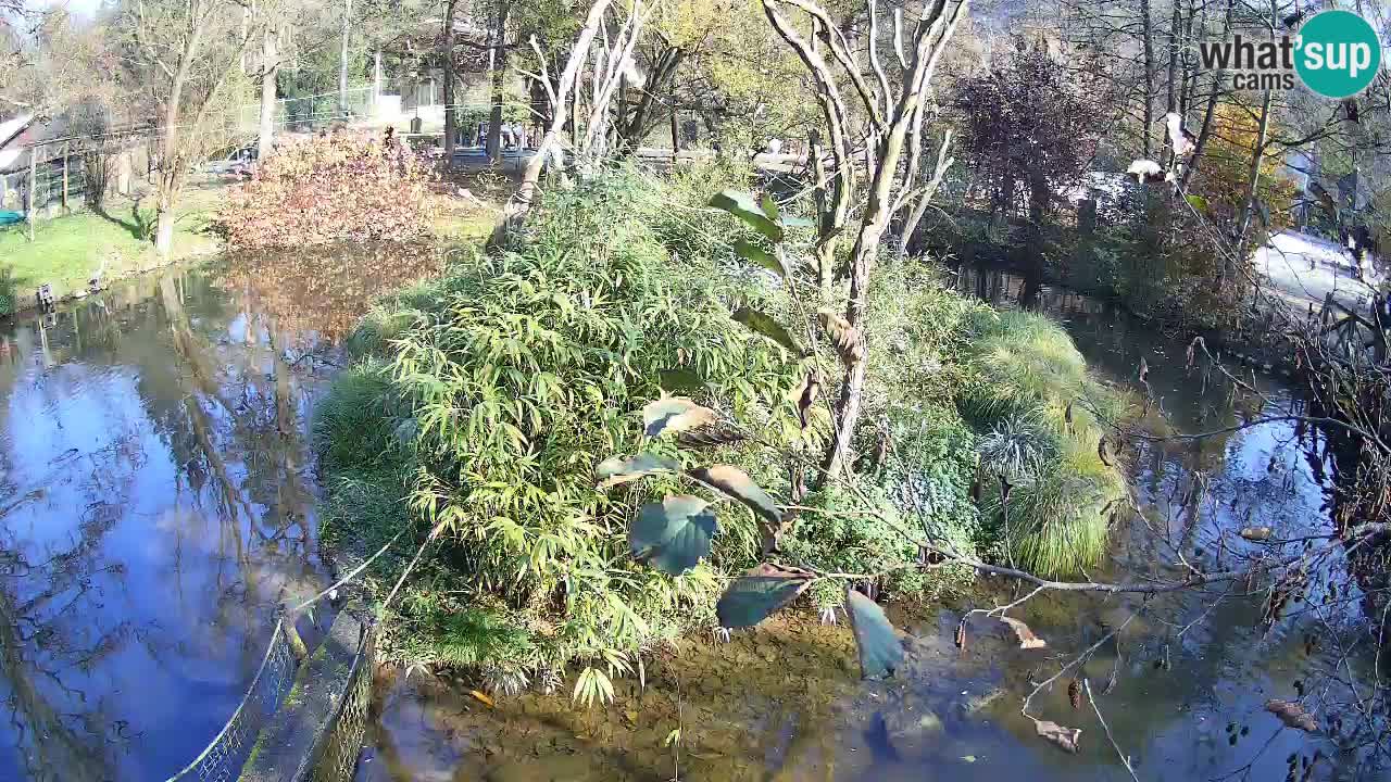 Yellow-cheeked gibbon Zoo Ljubljana livecam