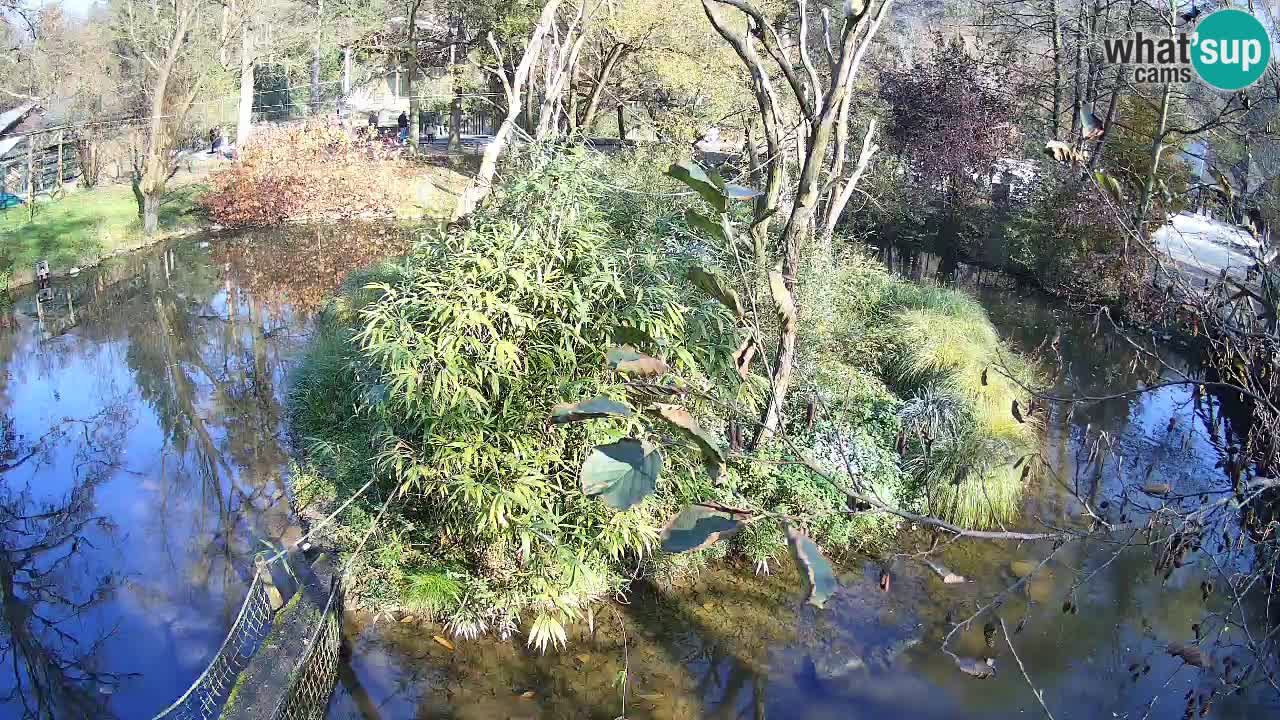 Zlatolični gibon živalski vrt Ljubljana