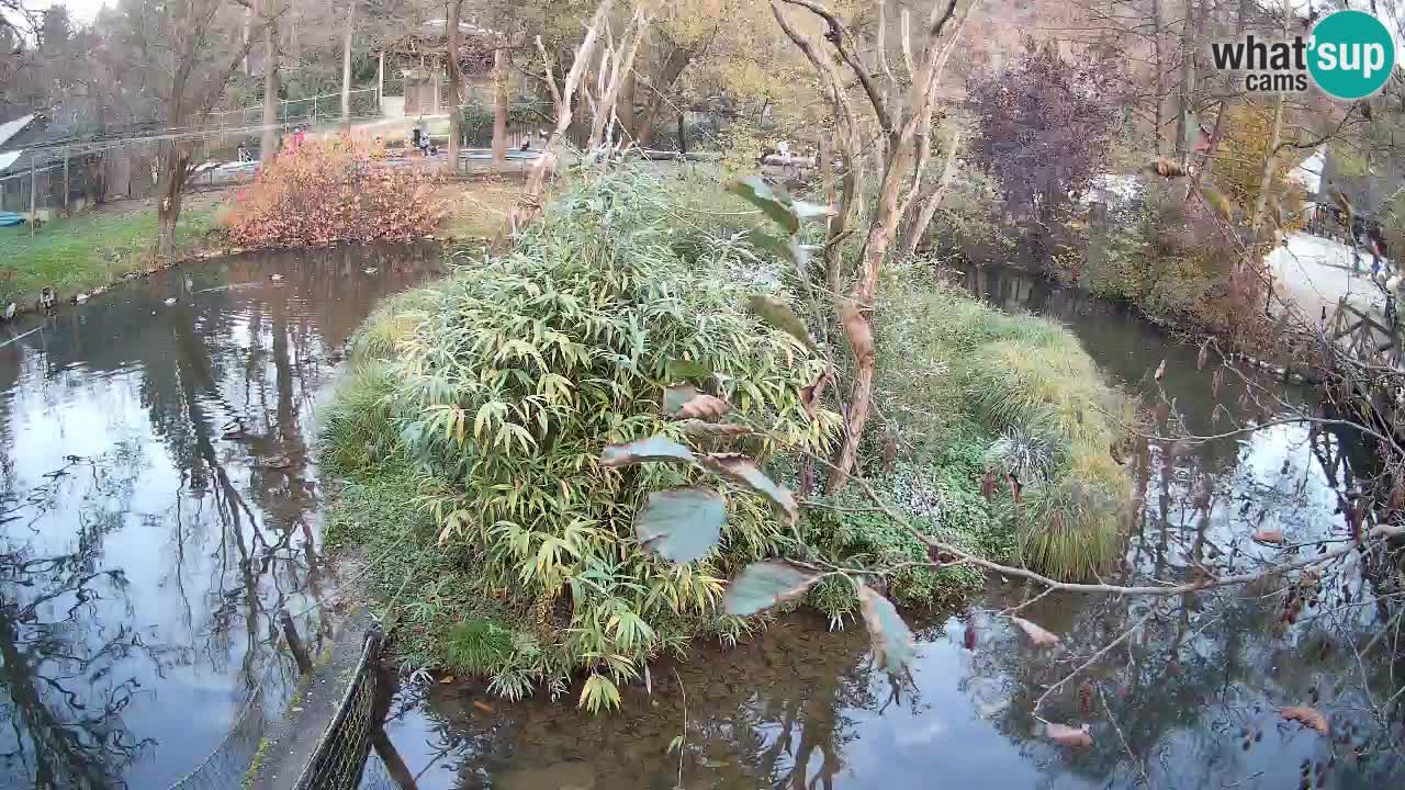 Gibbon à joues jaunes Zoo Ljubljana live cam