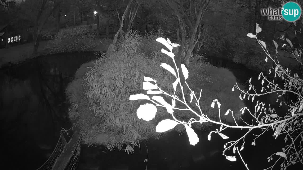 Gibbon à joues jaunes Zoo Ljubljana live cam