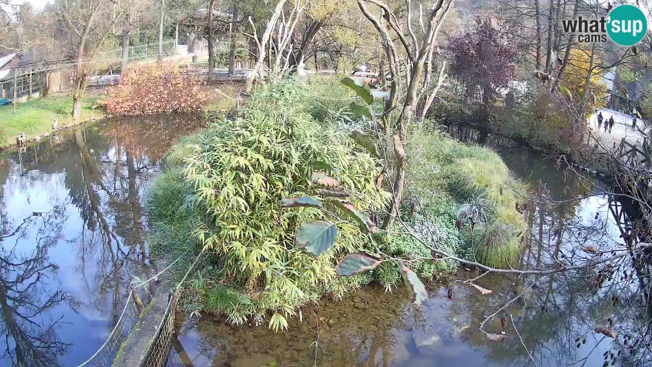 Südlicher Gelbwangen-Schopfgibbon Zoo Ljubljana webcam