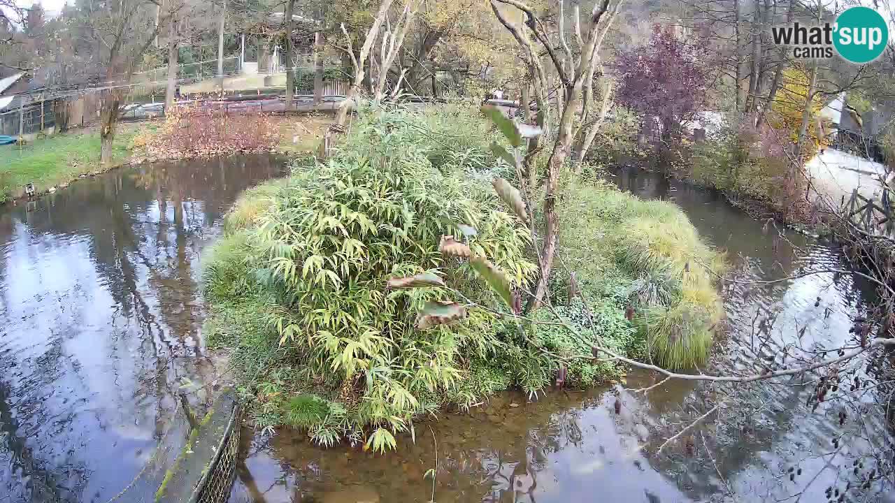 Südlicher Gelbwangen-Schopfgibbon Zoo Ljubljana webcam