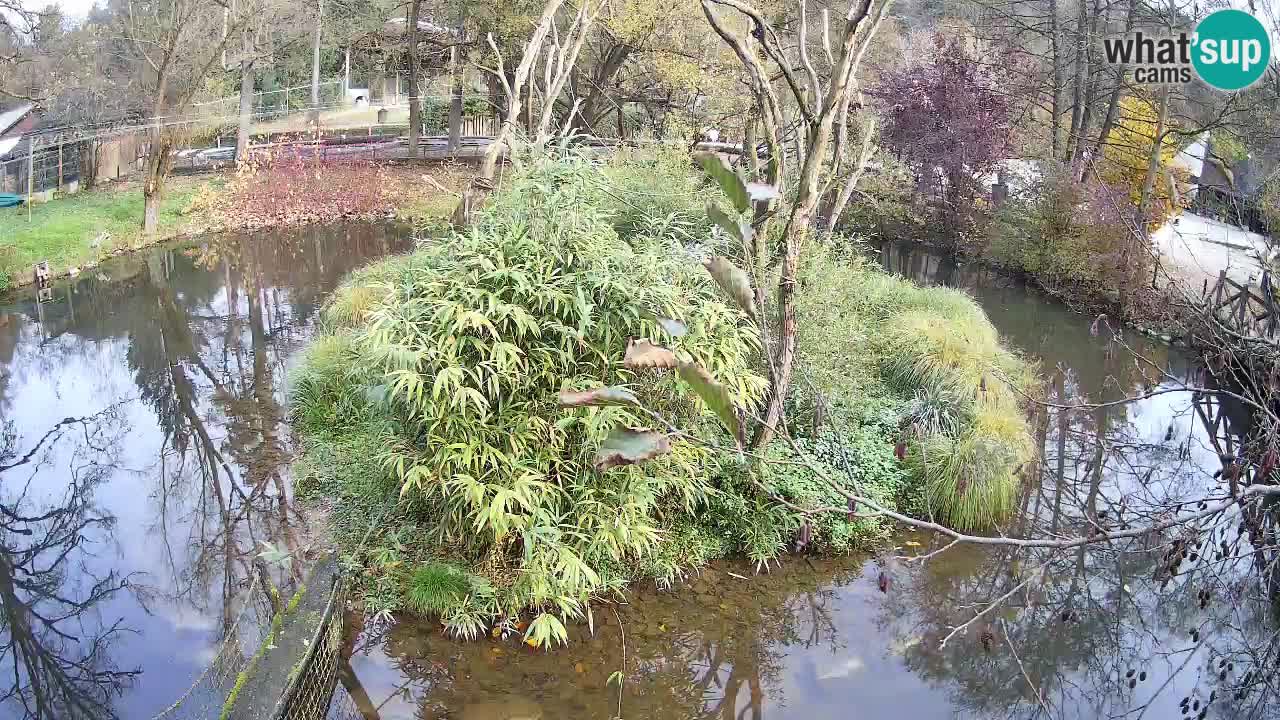 Südlicher Gelbwangen-Schopfgibbon Zoo Ljubljana webcam