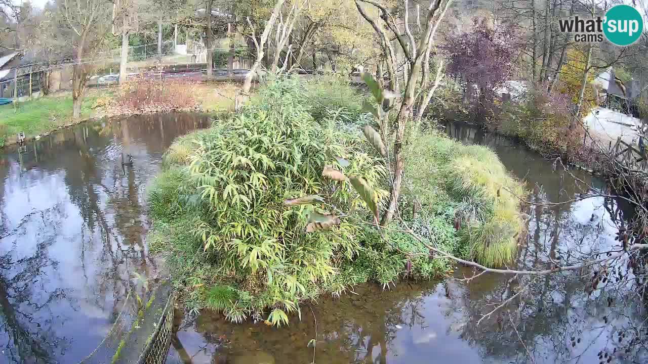 Südlicher Gelbwangen-Schopfgibbon Zoo Ljubljana webcam