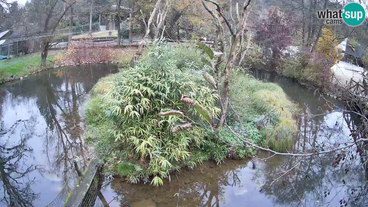 Südlicher Gelbwangen-Schopfgibbon Zoo Ljubljana webcam