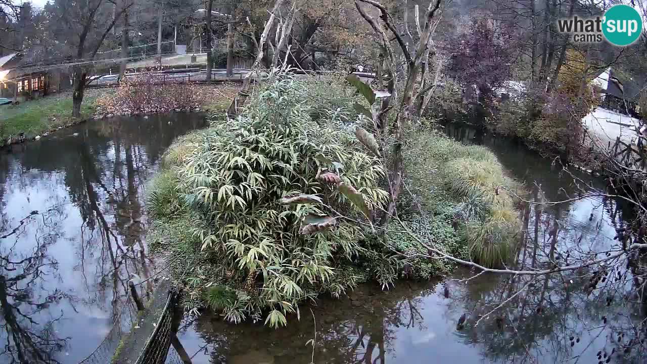 Gibbone dalle guance rosa nello ZOO di Ljubljana