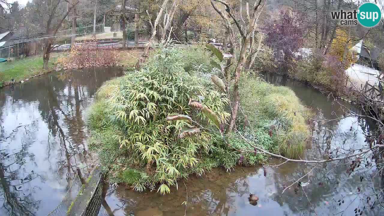 Südlicher Gelbwangen-Schopfgibbon Zoo Ljubljana webcam