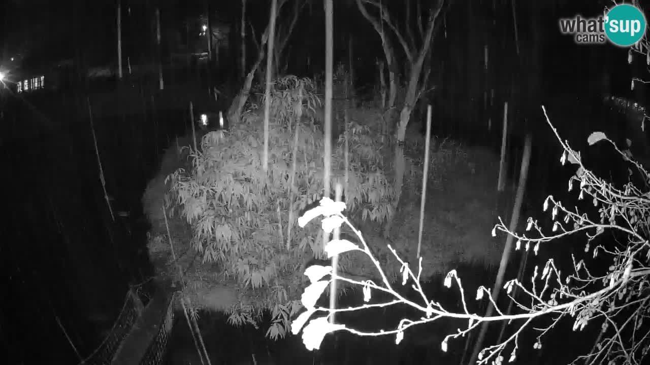 Südlicher Gelbwangen-Schopfgibbon Zoo Ljubljana webcam