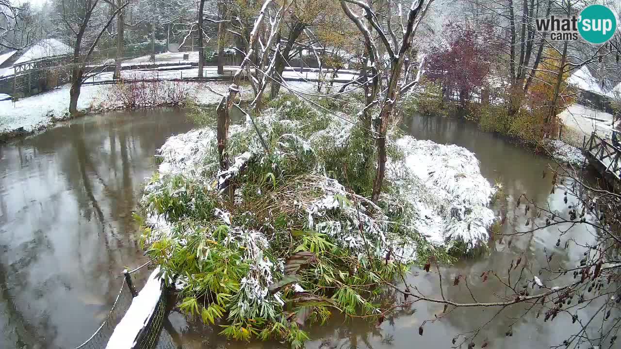 Gibon – Nomascus gabriellae – Zoo Ljubljana web kamera