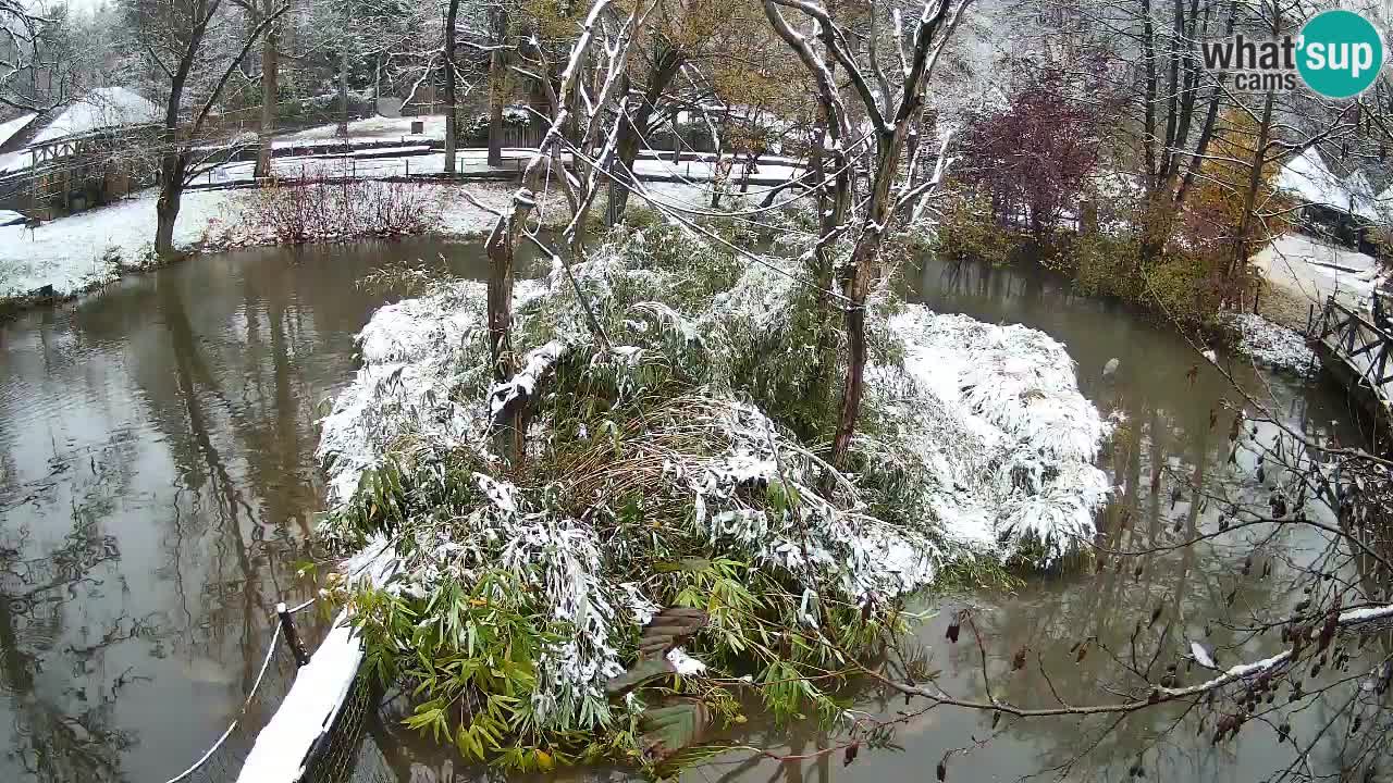 Südlicher Gelbwangen-Schopfgibbon Zoo Ljubljana webcam