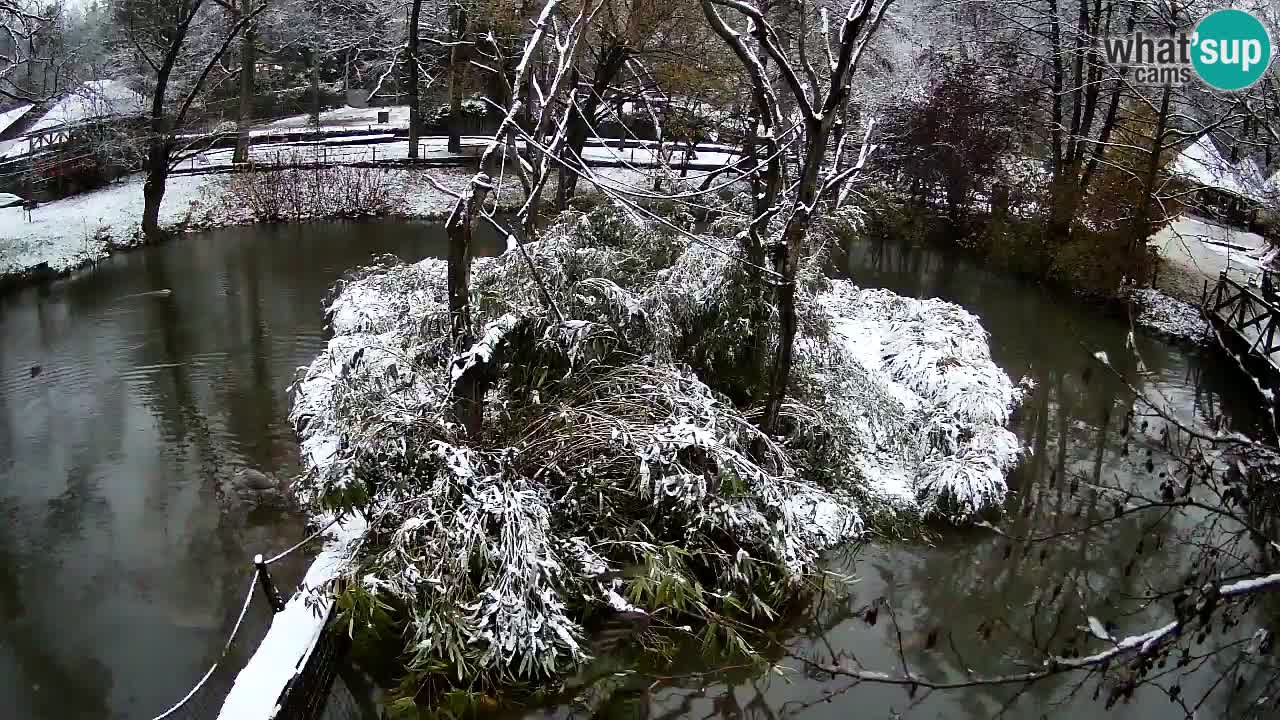 Gibon – Nomascus gabriellae – Zoo Ljubljana web kamera