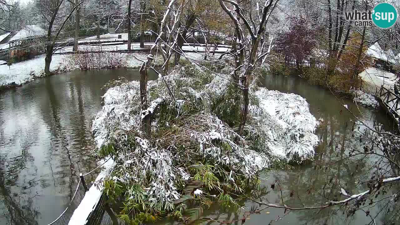 Gibón de mejillas beige Zoo Ljubljana