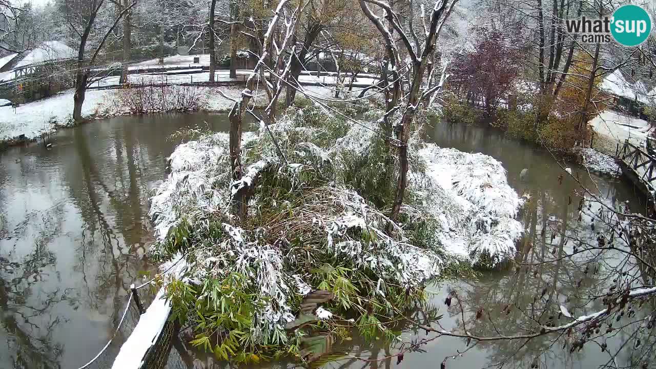 Südlicher Gelbwangen-Schopfgibbon Zoo Ljubljana webcam