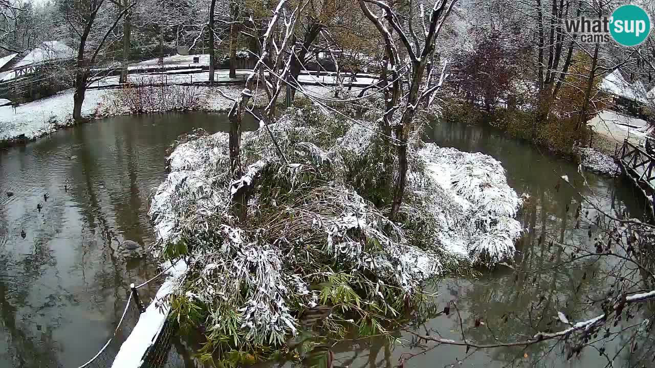 Gibbone dalle guance rosa nello ZOO di Ljubljana