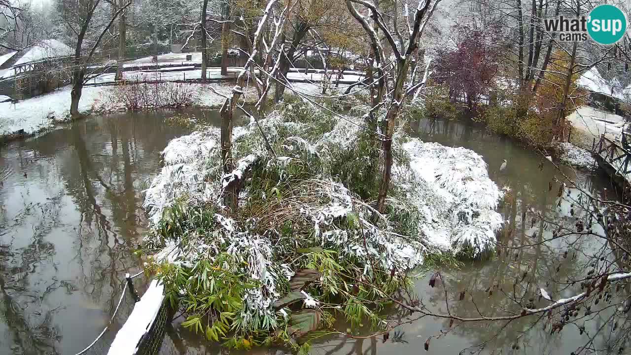 Gibon – Nomascus gabriellae – Zoo Ljubljana web kamera