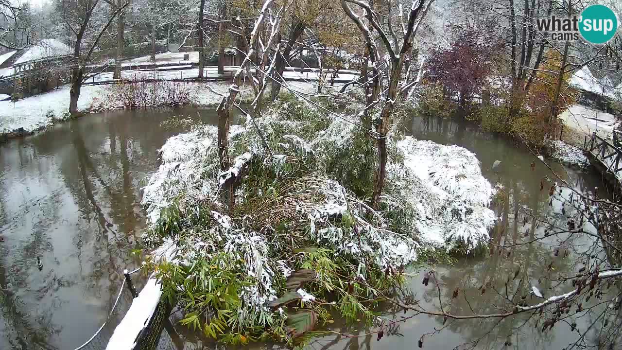 Südlicher Gelbwangen-Schopfgibbon Zoo Ljubljana webcam