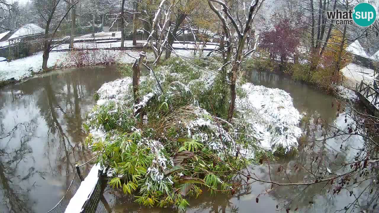 Südlicher Gelbwangen-Schopfgibbon Zoo Ljubljana webcam