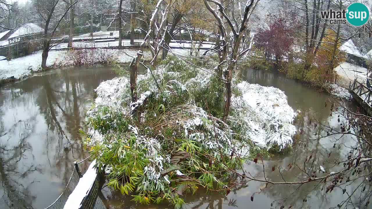 Gibon – Nomascus gabriellae – Zoo Ljubljana web kamera