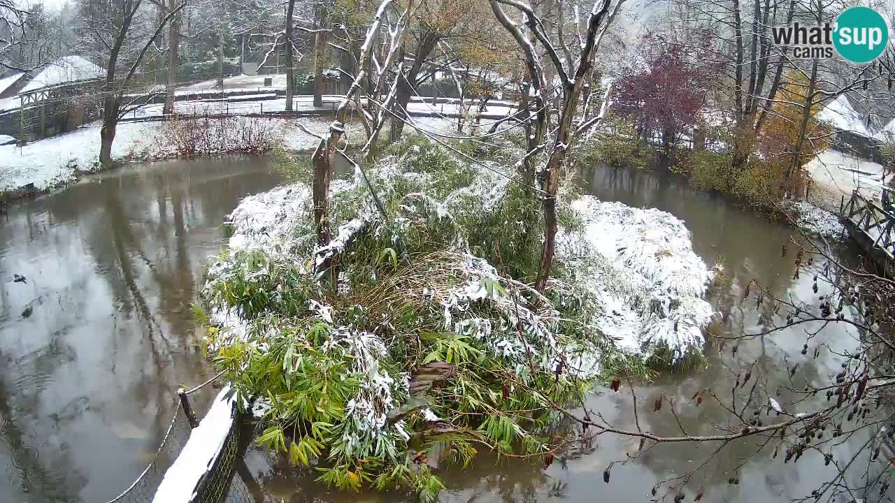 Zlatolični gibon živalski vrt Ljubljana