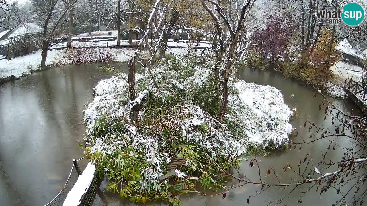 Südlicher Gelbwangen-Schopfgibbon Zoo Ljubljana webcam