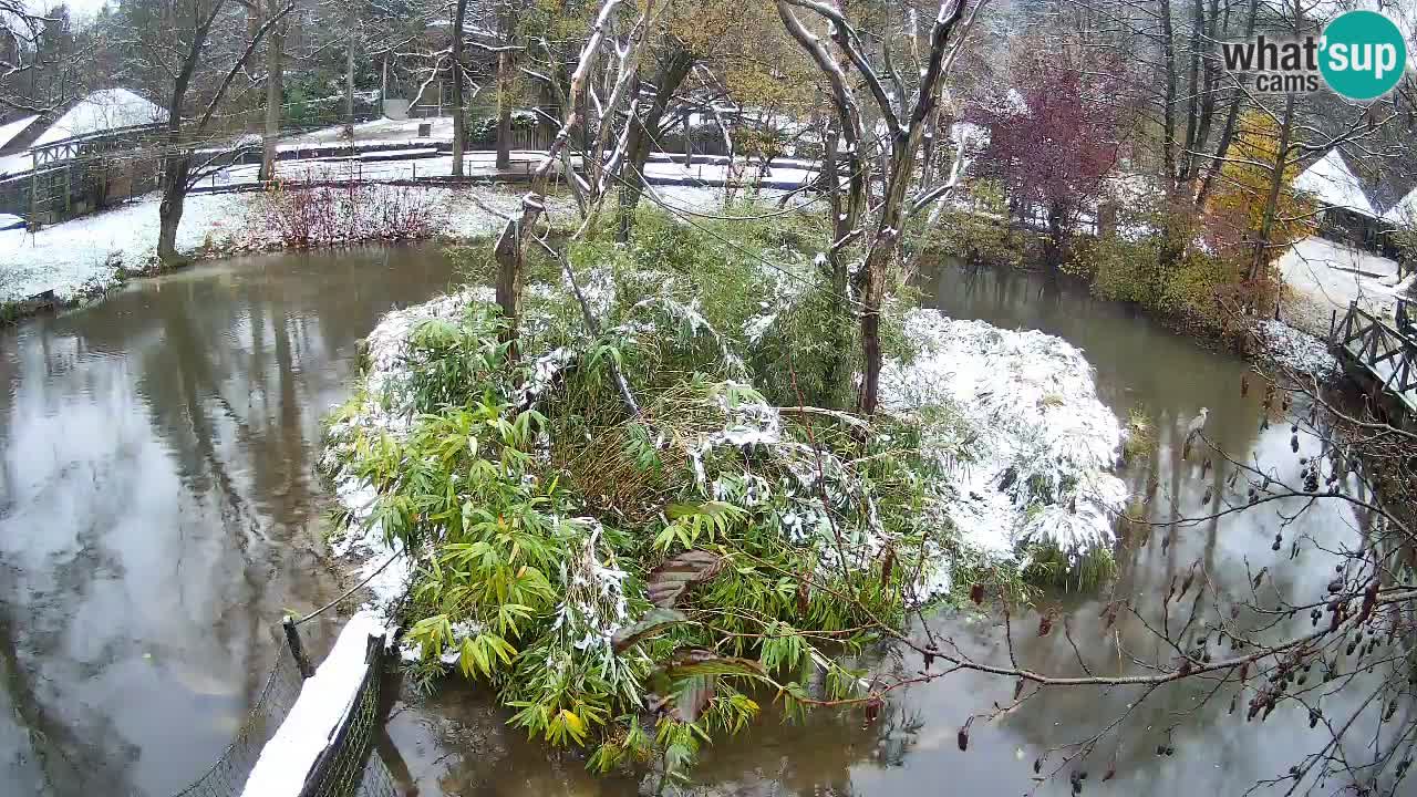 Gibon – Nomascus gabriellae – Zoo Ljubljana web kamera