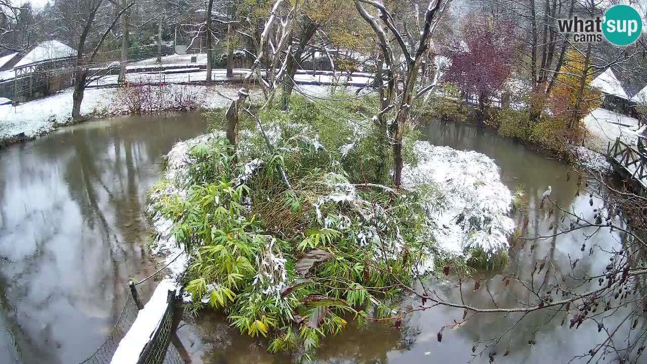 Südlicher Gelbwangen-Schopfgibbon Zoo Ljubljana webcam