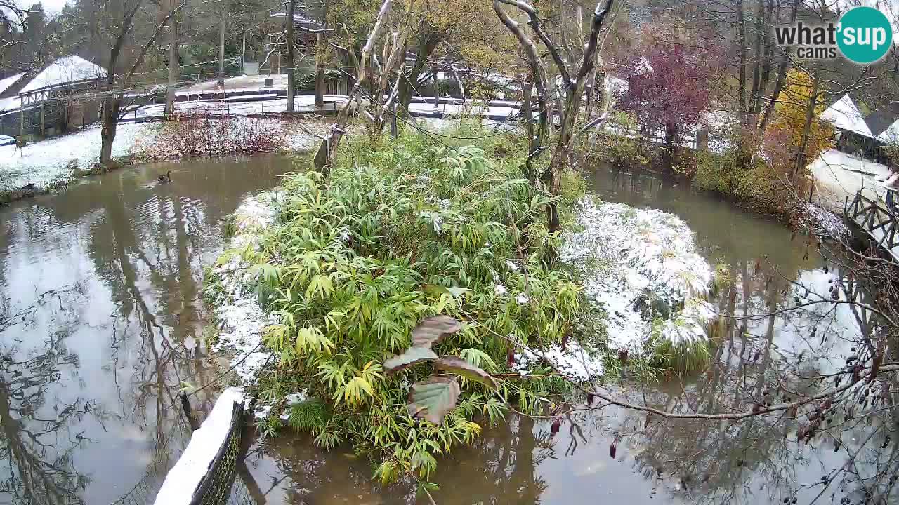 Gibbone dalle guance rosa nello ZOO di Ljubljana