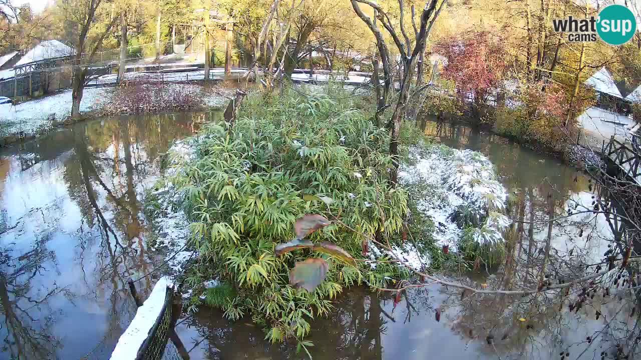 Gibon – Nomascus gabriellae – Zoo Ljubljana web kamera