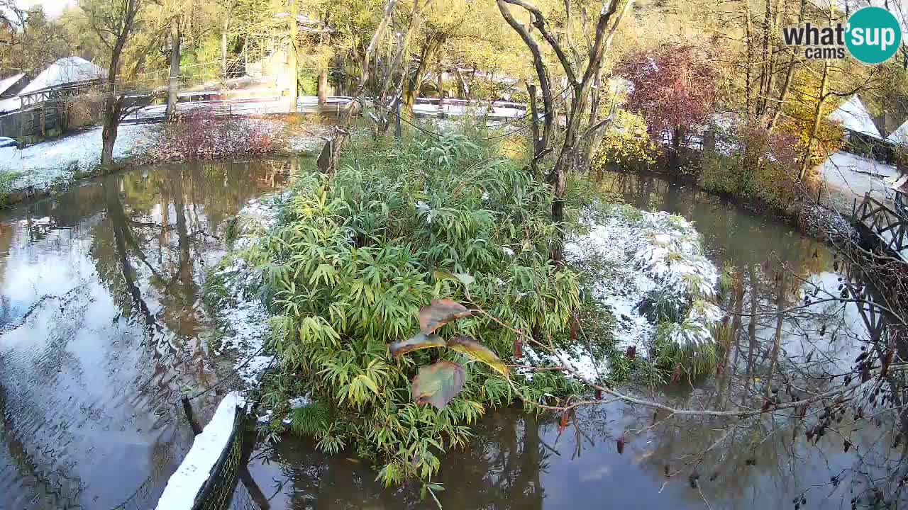 Gibon – Nomascus gabriellae – Zoo Ljubljana web kamera